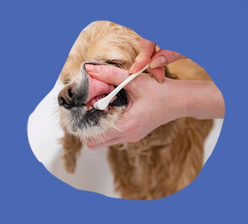 Professional Dental Cleanings For Pets