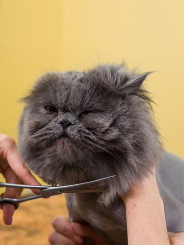 cat grooming dubai
