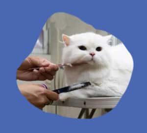 Grooming Long-Nosed vs. Flat-Nosed Cat Breeds: Breed-Specific Considerations